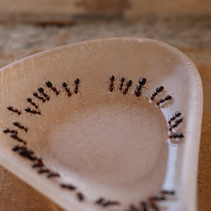 Ameisen mit Backpulver und Natron vertreiben