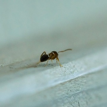 Ameisen in der Wand bekämpfen