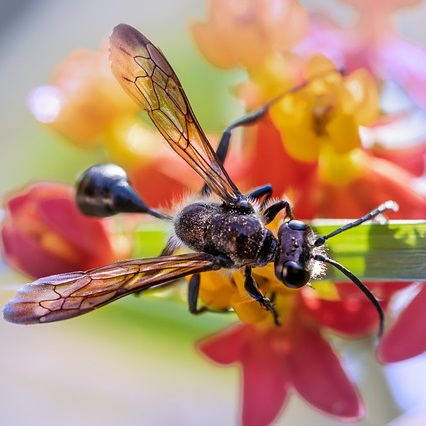 Fliegende Ameisen bekämpfen