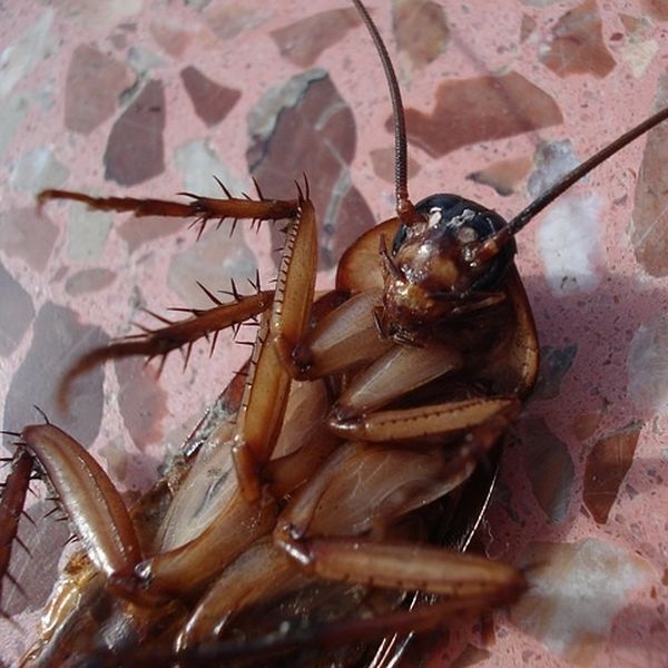 Kakerlaken mit Gift töten