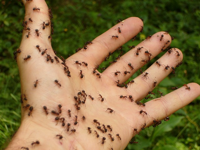 Ameisenplage im Garten bekämpfen