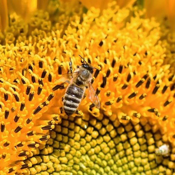 Biene beim Blumen bestäuben