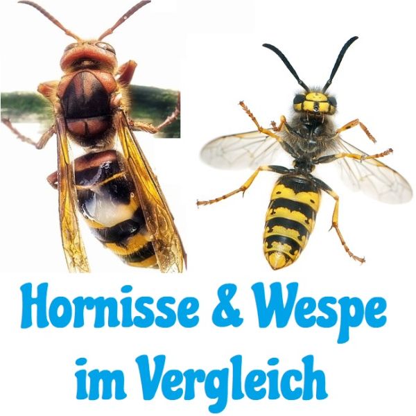 Hornisse und Wespe im Vergleich