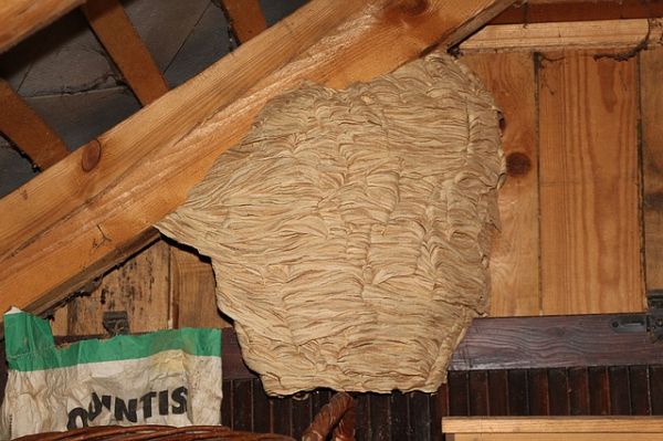 Hornissennest entfernen im Dachboden