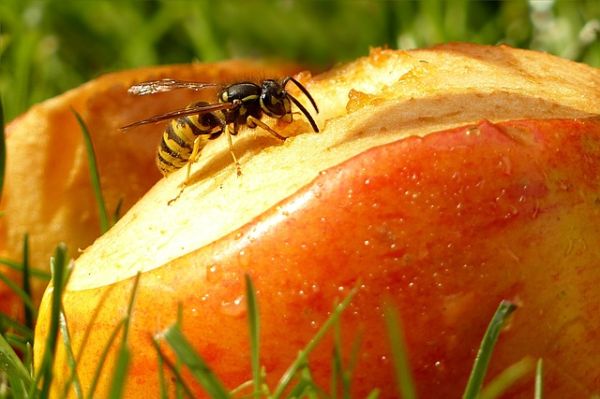 Was essen Wespen: Fallobst