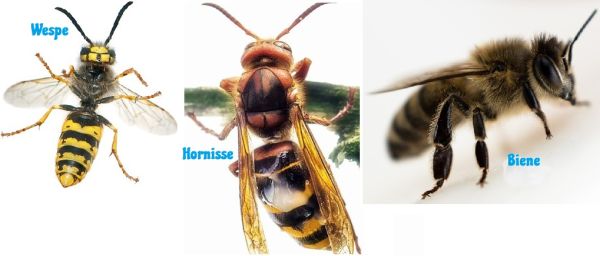 Wespen Bienen Hornissen Unterschied