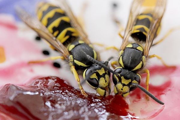 Wespen bekämpfen mit Gift