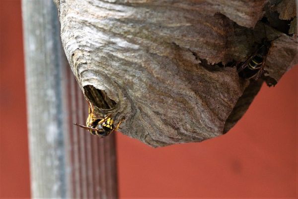 Wespen Naturschutz Nest umsiedeln