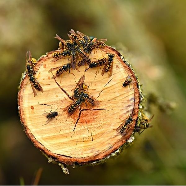 Wespen Naturschutz Nestbau Totholz