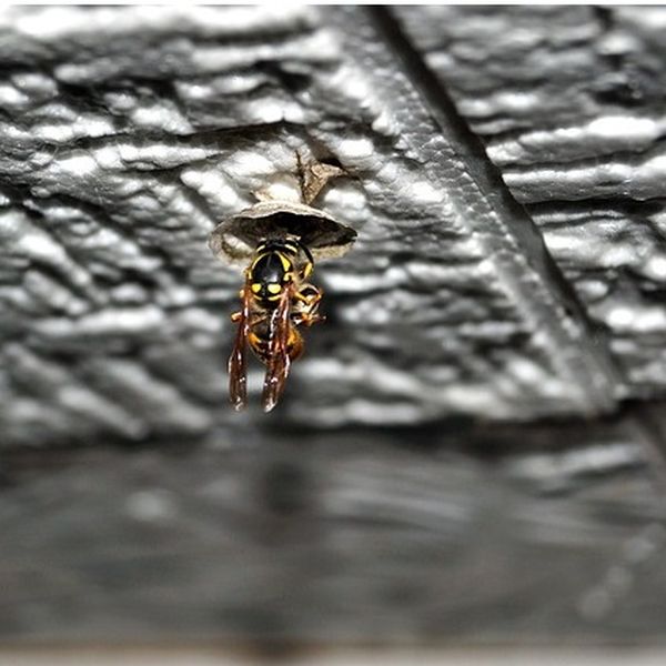 Wespenkönigin vertreiben und Nestbau verhindern