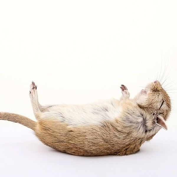 Elektrische Rattenfalle Test