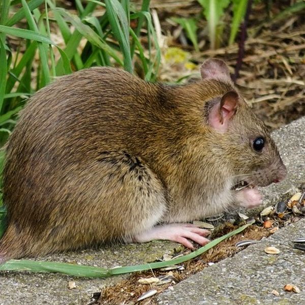 Hausmittel gegen Ratten