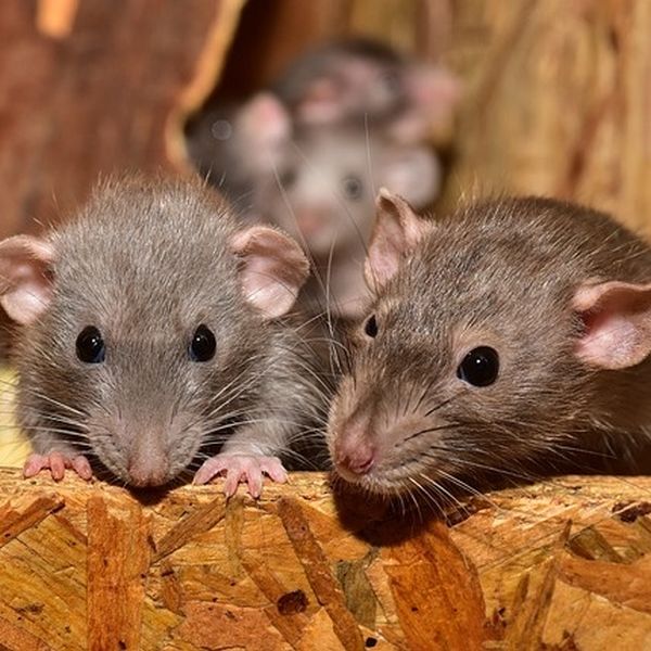 Ratten auf dem Dachboden
