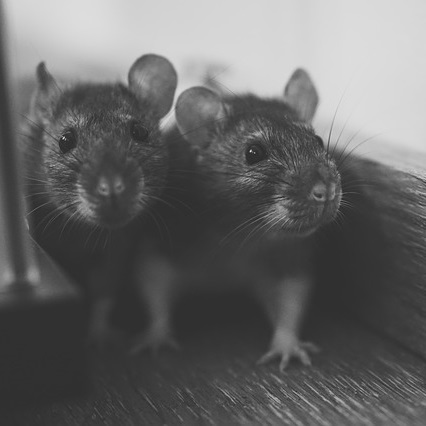 Ratten im Haus bekämpfen