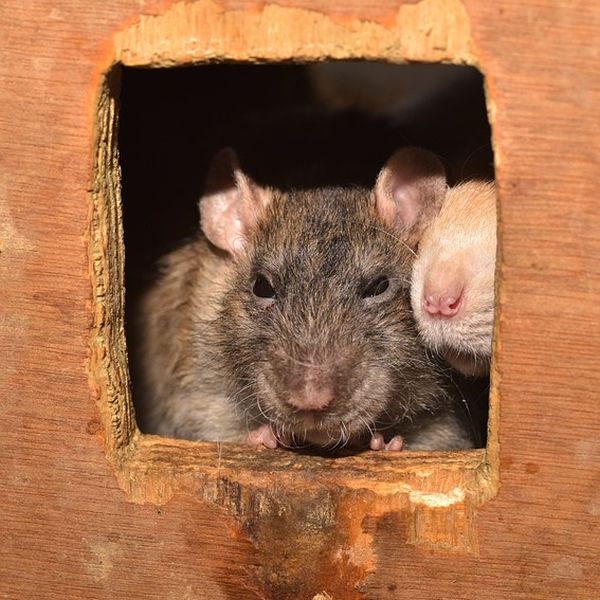 Rattenköderbox Köderbox gegen Ratten