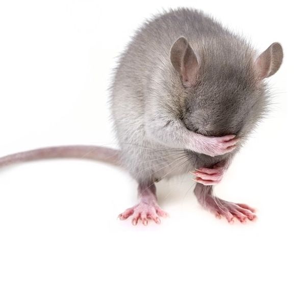 Ultraschall gegen Ratten