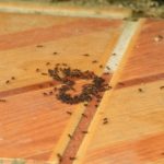 Ursachen Ameisen Haus Wohnung
