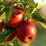 Apfelwickler mit Nematoden bekämpfen